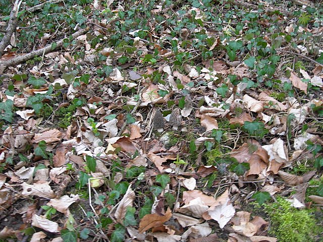 Il Tempo delle Morchelle